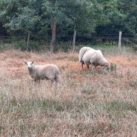 Une Roulotte Cosy Entre Vigne Et Foret *